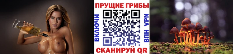 хочу   Волгоград  Псилоцибиновые грибы Psilocybe 