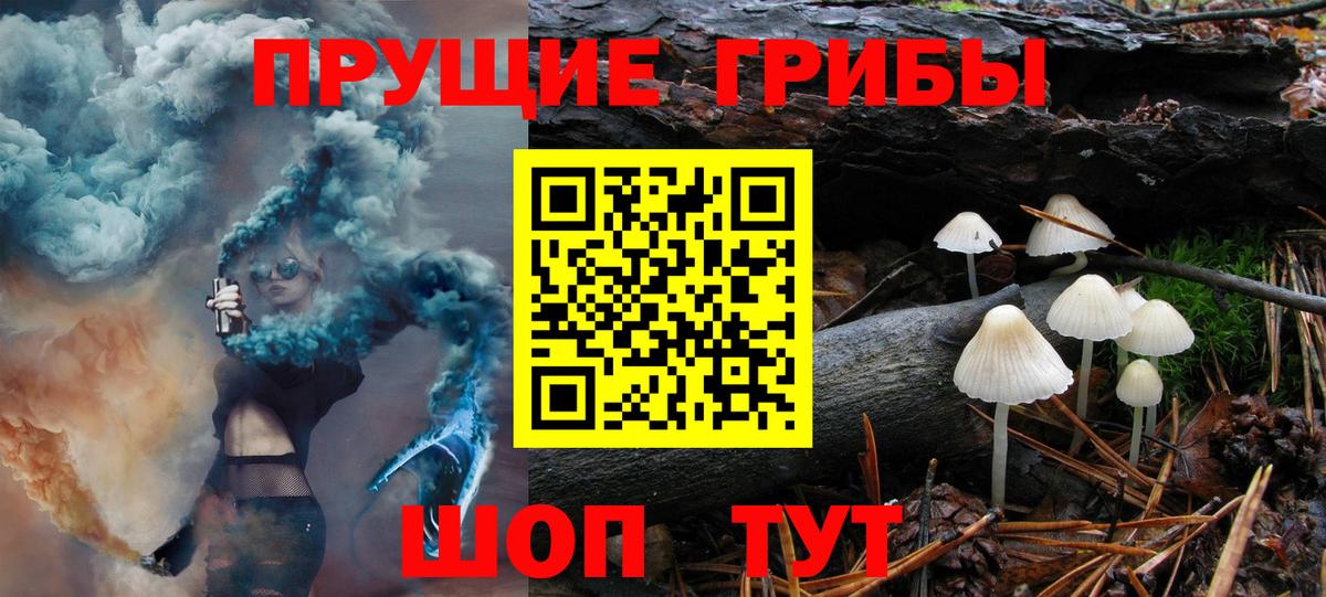 Галлюциногенные грибы Psilocybine cubensis  Волгоград 